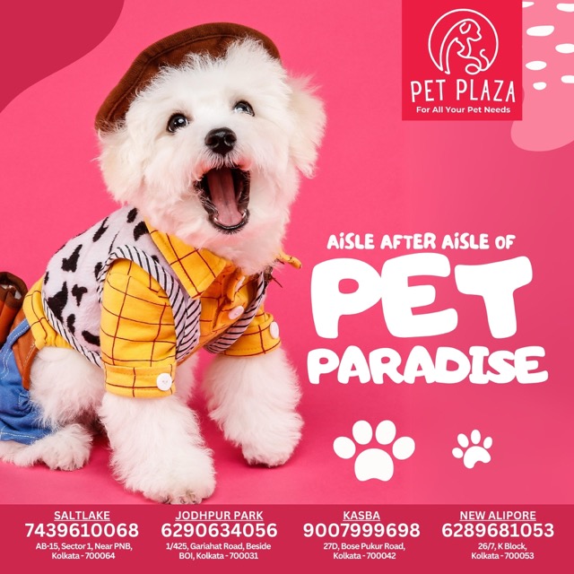 Pet Plaza / September 24 - PET PLAZA_26092024